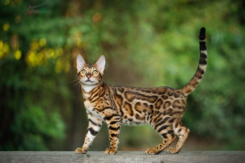 cat bengal a’ coiseachd air planc a-muigh