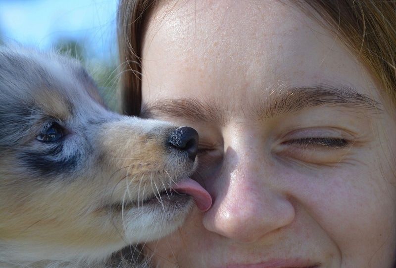 chiot lèche humain