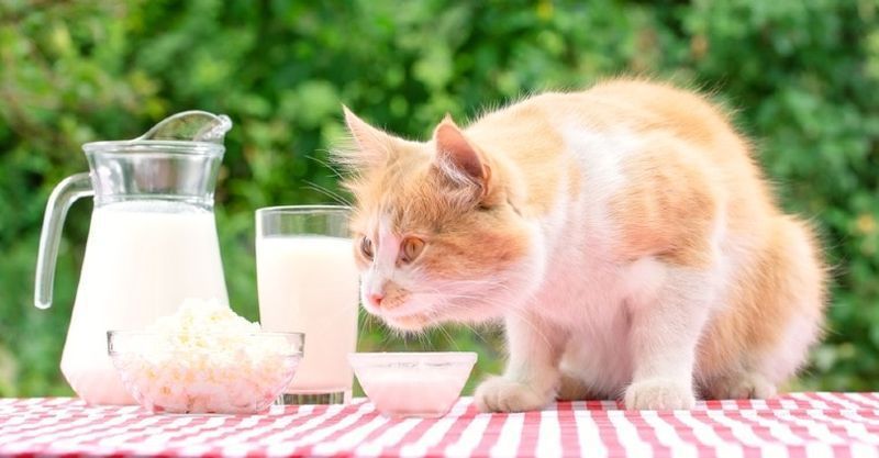 gatto su un tavolo con prodotti lattiero-caseari