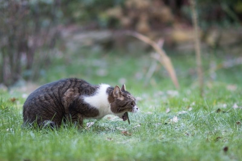 Gatto che vomita