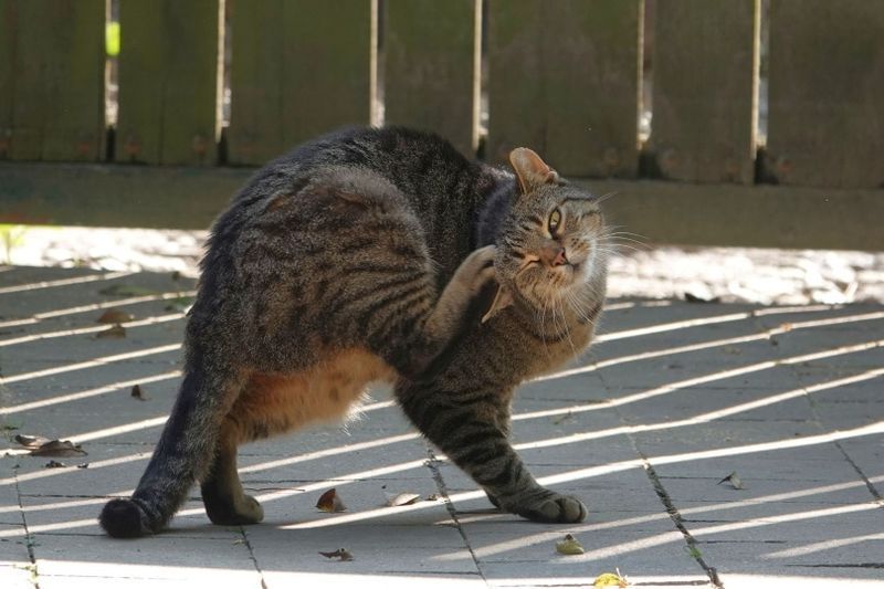 katten klør seg i øret