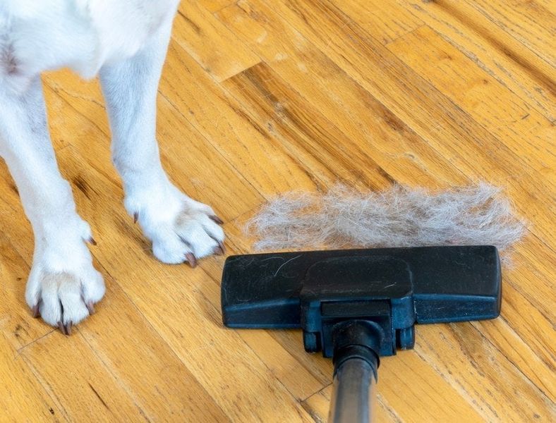 Hundehaare durch Kehren und Staubsaugen aufräumen_andrea c miller_shuttersock