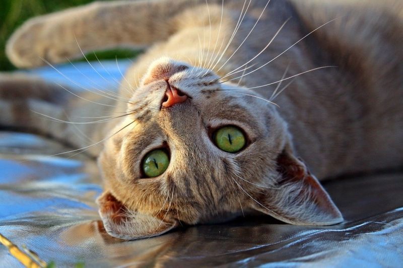 rollige Katze im Liegen