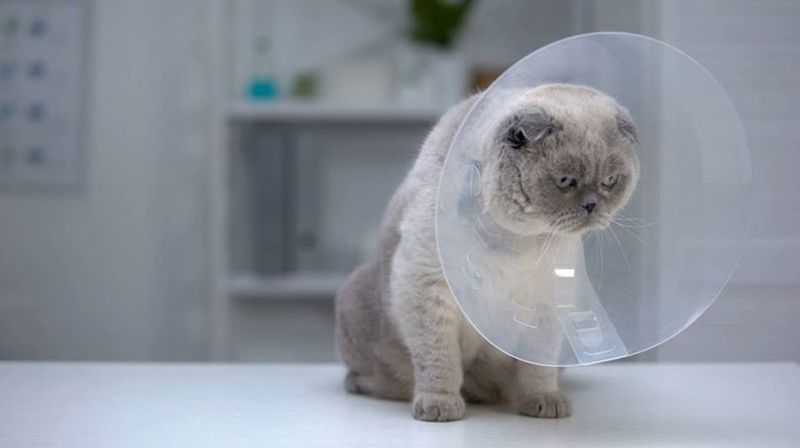 Katze in Tierklinik, die sich von der Kastration erholt
