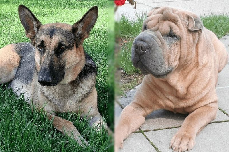 duitse herder en shar pei