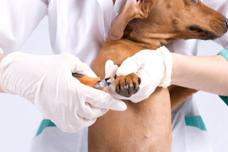 unhas compridas de cachorro