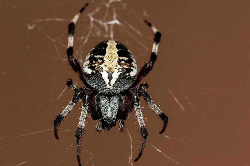 Black Widow Edderkopp