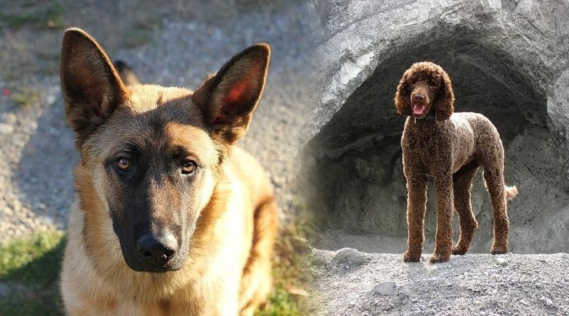 caniche ovejero