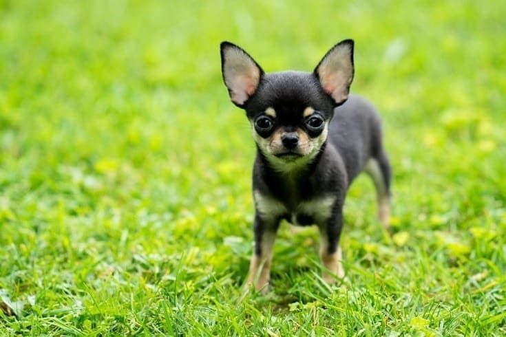 ceașcă de ceai Chihuahua