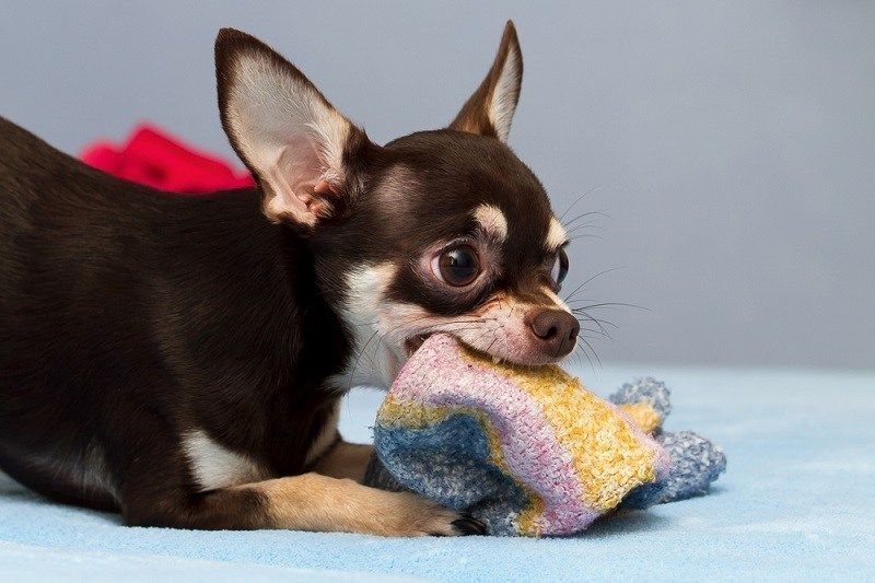 jucând Chihuahua