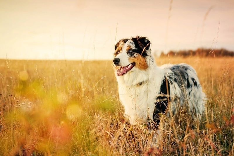 Australian Shepherd valp 6 måneder_Jan Havlicek_shutterstock