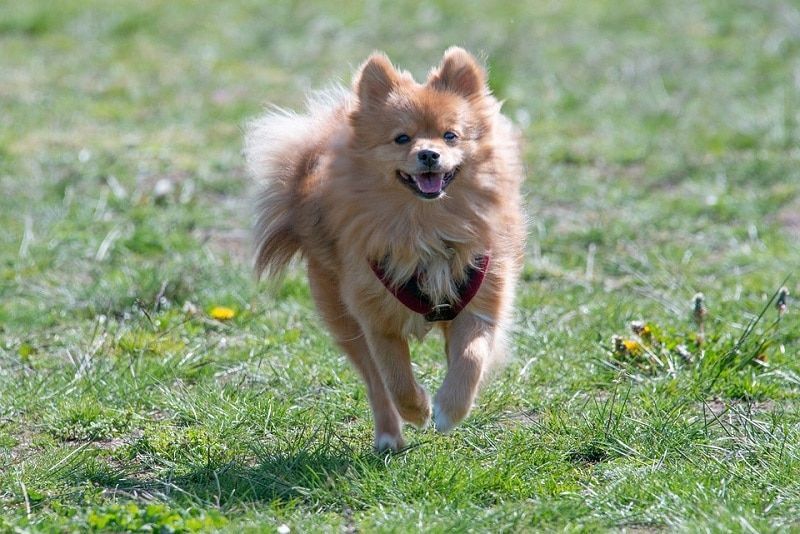 pomeranian smiler