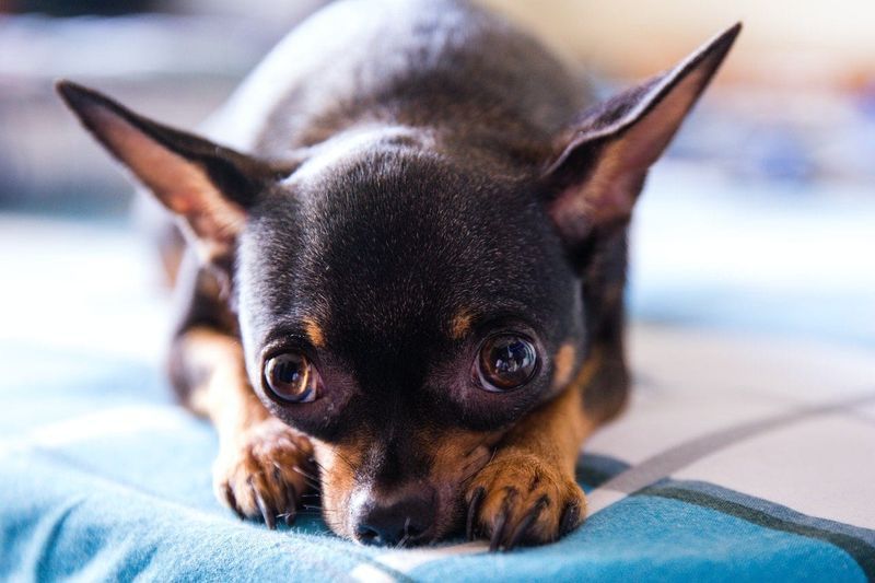svart og brun chihuahua