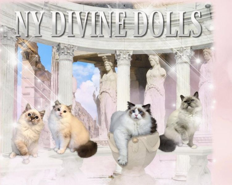 Logotipo de NY Divine Dolls