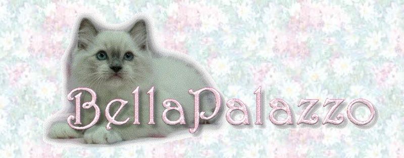 Logotipo de los gatos Ragdoll de Bella Palazzo