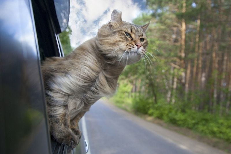 Katt-ut-av-en-bil-vindu_Popel-Arseniy_shutterstock