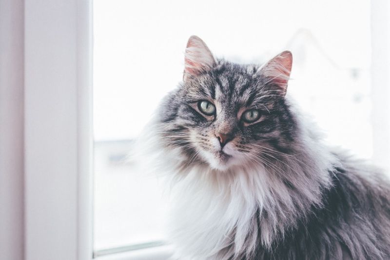 grå maine coon ved siden av vinduet_Piqsels