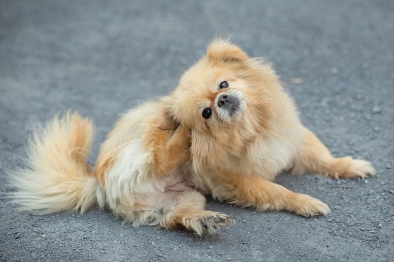 pommerscher-hund-versucht-sich-auf-der-haut-zu-kratzen_Natee-K-Jindakum_shutterstock