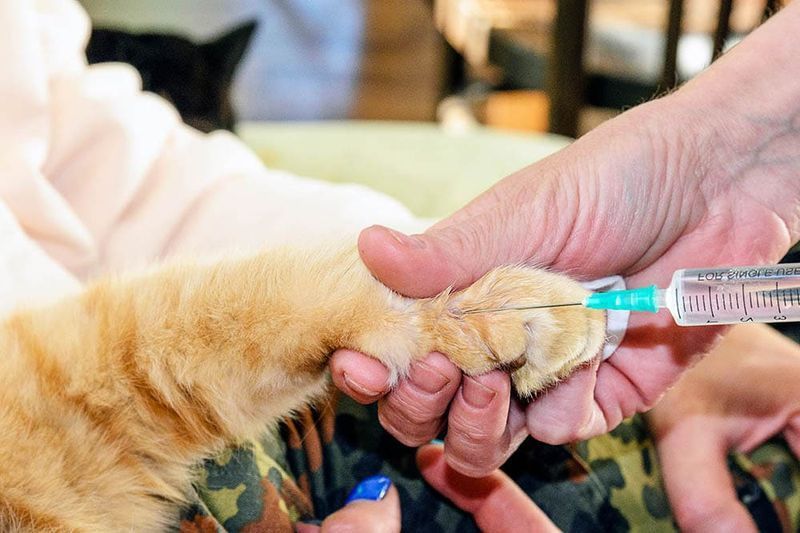 il veterinario fa un'iniezione a un gatto
