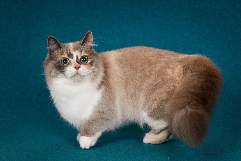 yndig munchkin kat