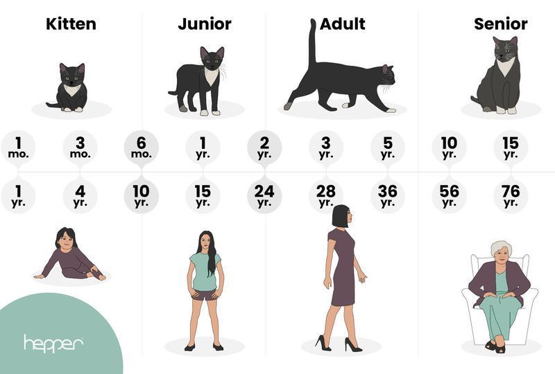 leeftijd van kat in mensenjaren
