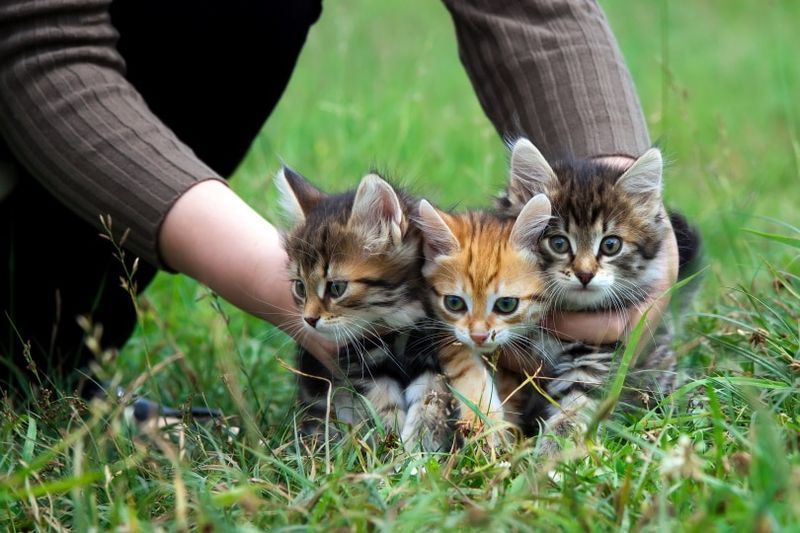 drie schattige kittens op het gras