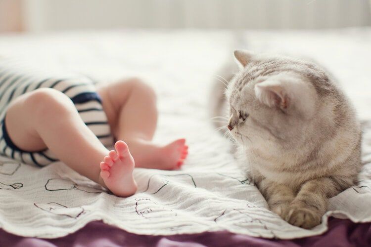 grijze kat met baby
