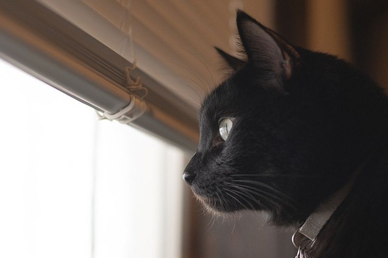 chat noir regardant par la fenêtre