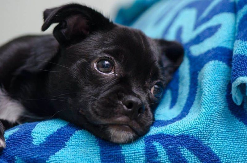 Cocker Pug Welpe auf Handtuch