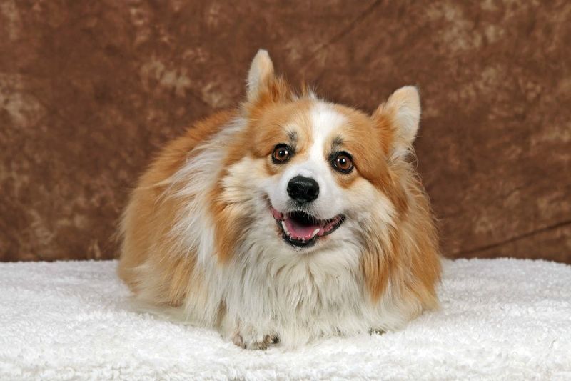 Corkie Yorkie Corgi-Mix
