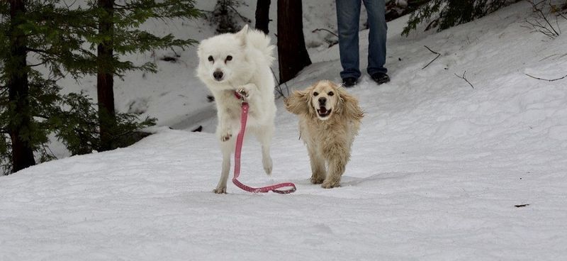 American Eskimo Cocker Spanial spielt im Schnee