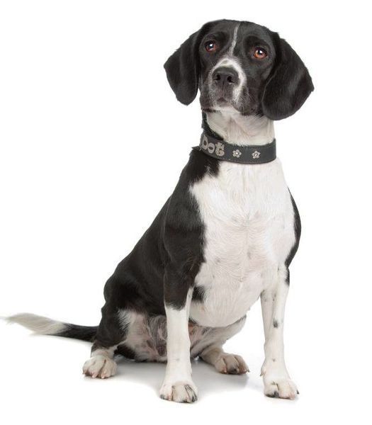 Beagle und Cockerspaniel