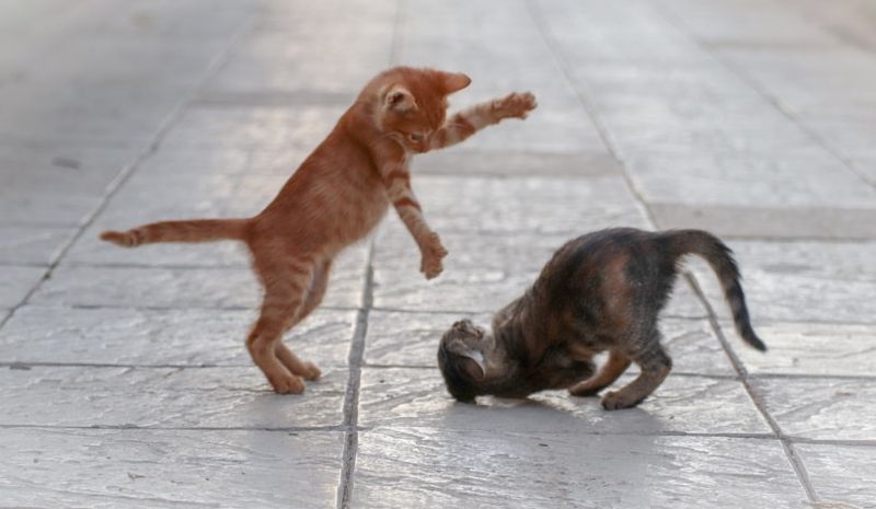 gatos jugando