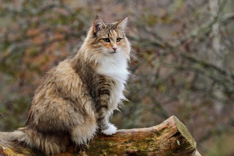 Cat coille Nirribhidh na shuidhe air log