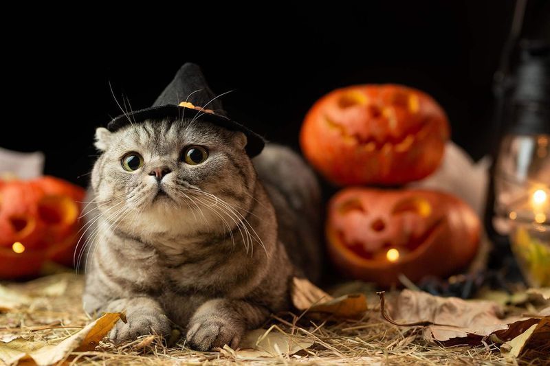 cat Oidhche Shamhna