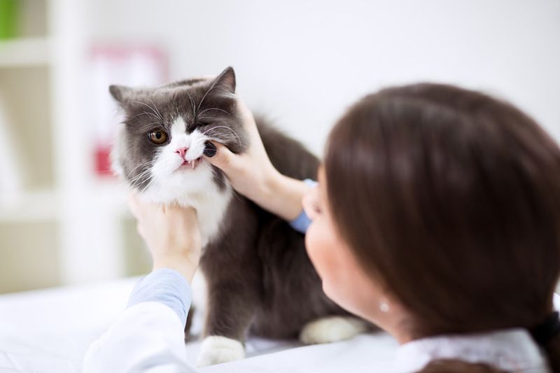 Dierenarts onderzoekt tanden van een Perzische kat