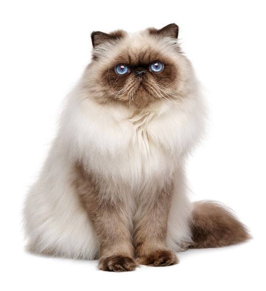 Chat persan seal colourpoint âgé de 1 an
