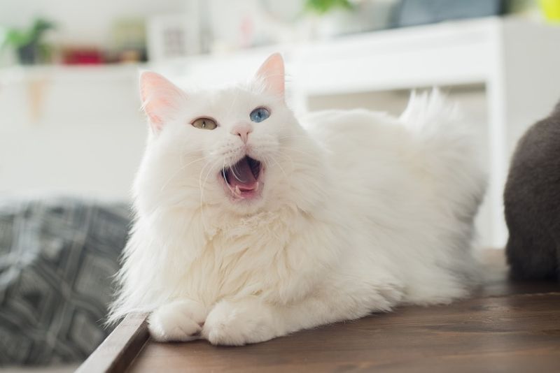 hoquet de chat blanc moelleux