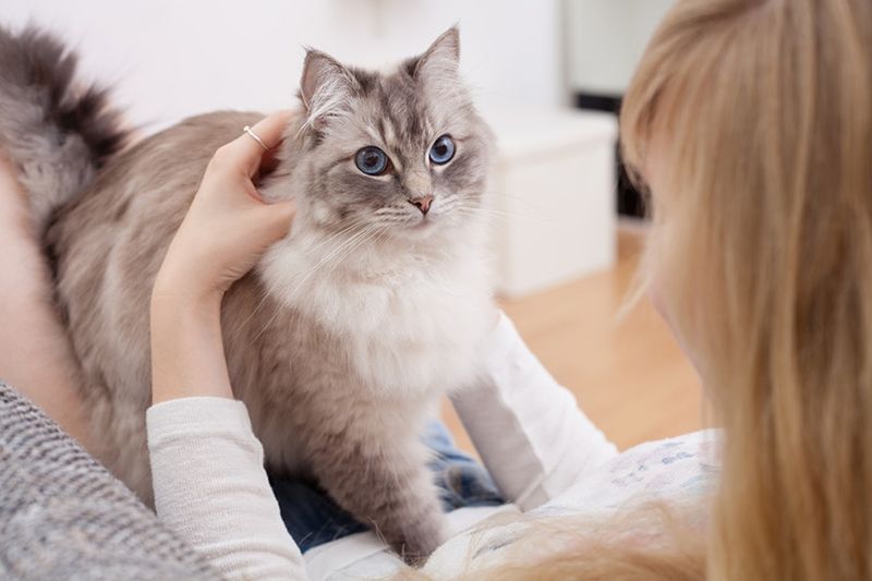 ung kvinde med ragdoll kat på sofaen