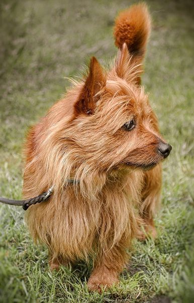 cairn terrier tan