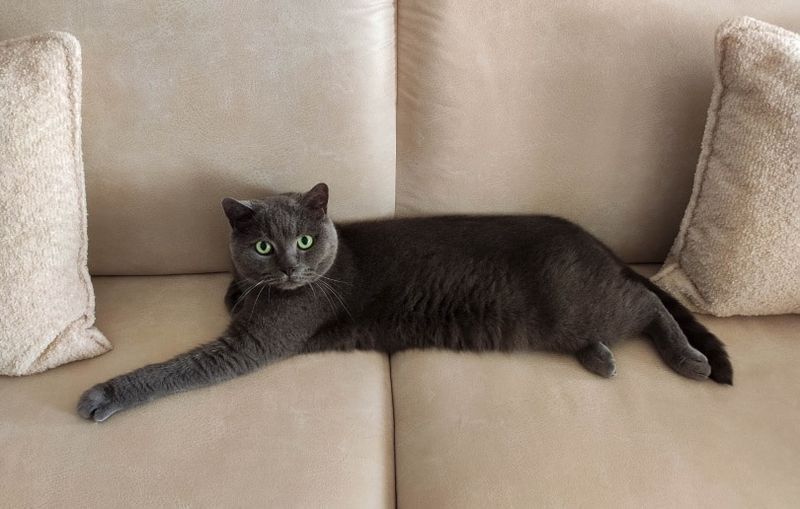 Britse korthaar kat liggend op de bank