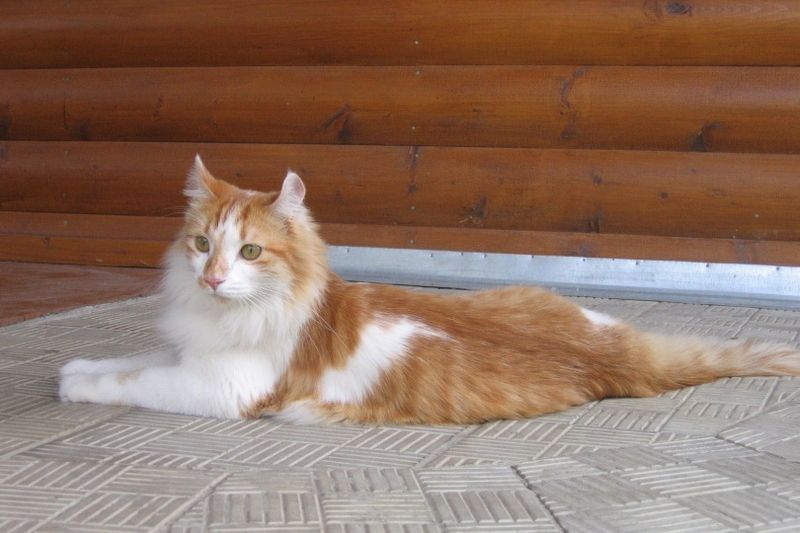 langharige kat goudblauwe chinchilla met groene ogen