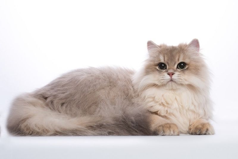 langharige kat goudblauwe chinchilla met groene ogen