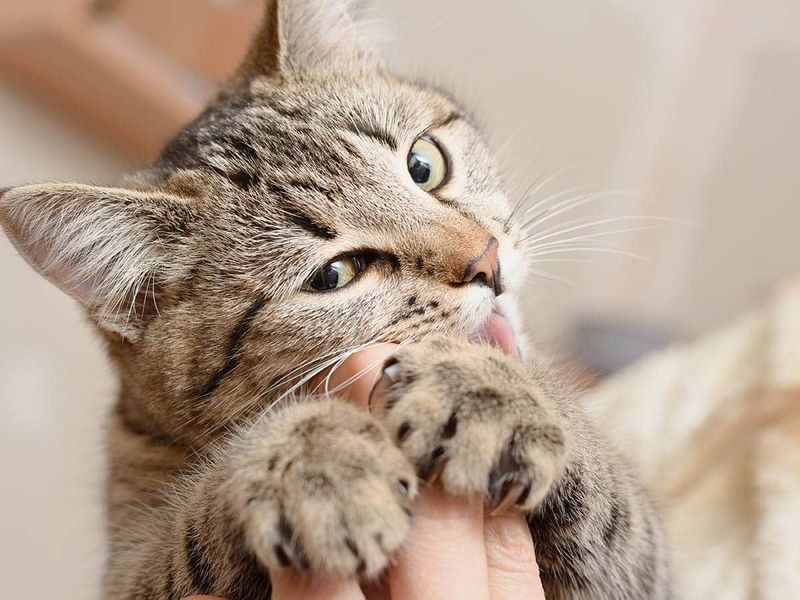 gatto che mastica il dito