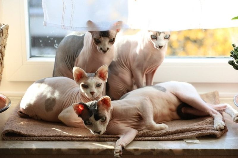 sphynx-katter