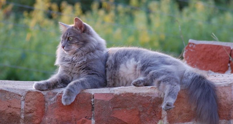 gato gris presaian mintiendo