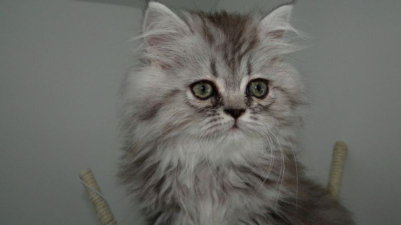 gato persa grey_Piqsels