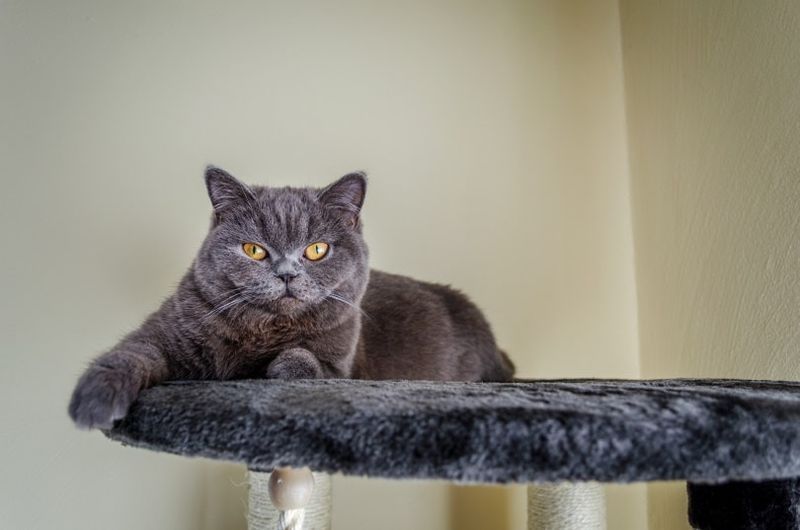 Katze schläft im Kratzbaum