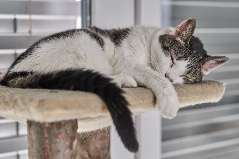 lustige-katzen-spielen-auf-dem-baum_