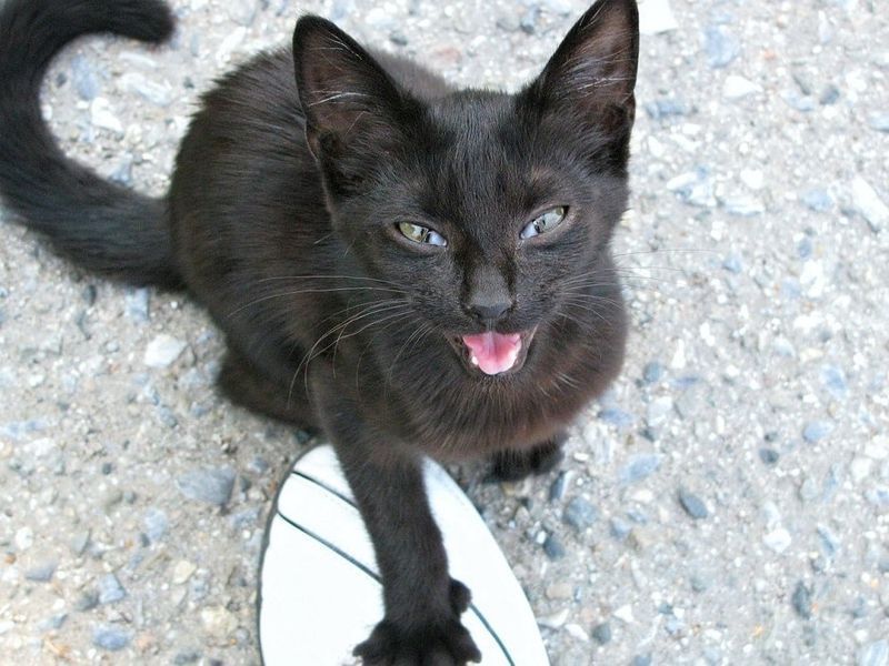 piscín dubh meowing